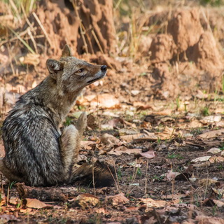 Bandhavgarh - Jackal